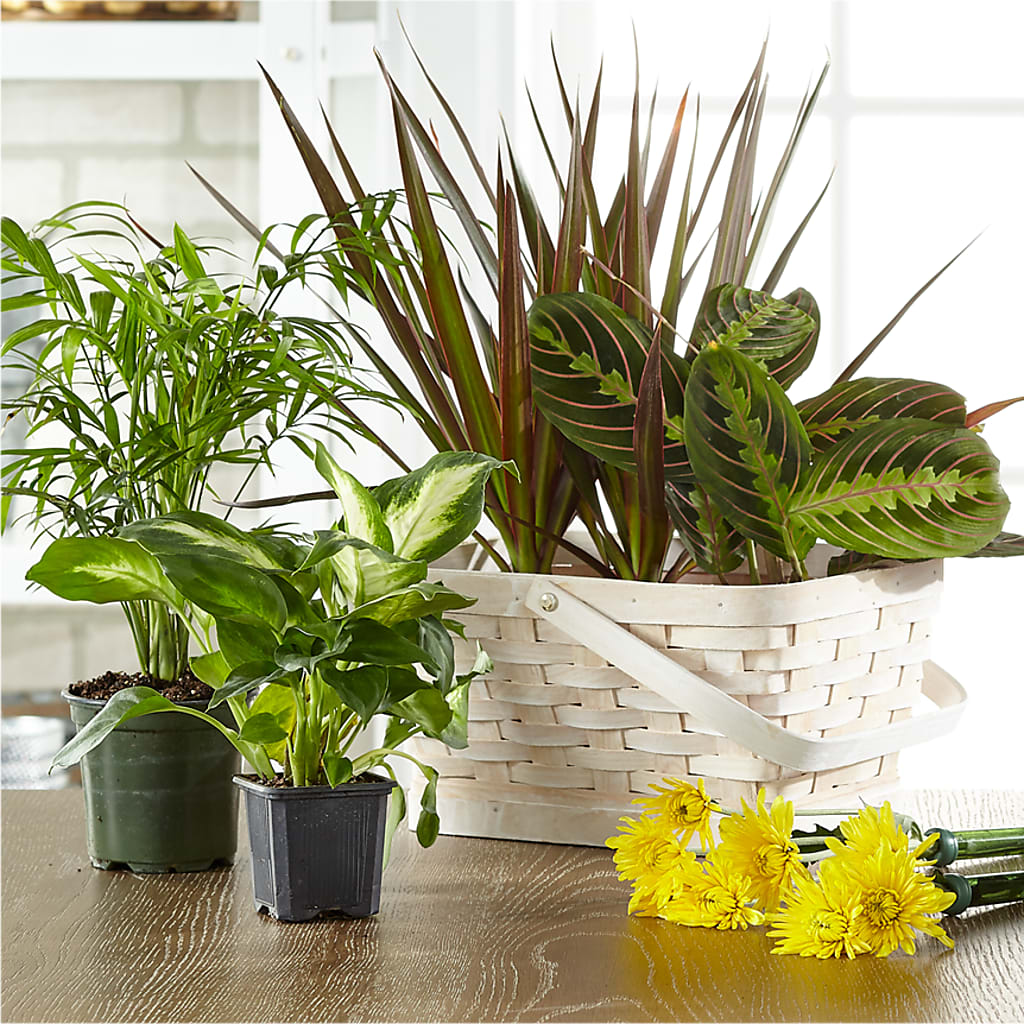 Florist Designed Blooming and Green Plants in a Basket – Jewel, Itasca IL