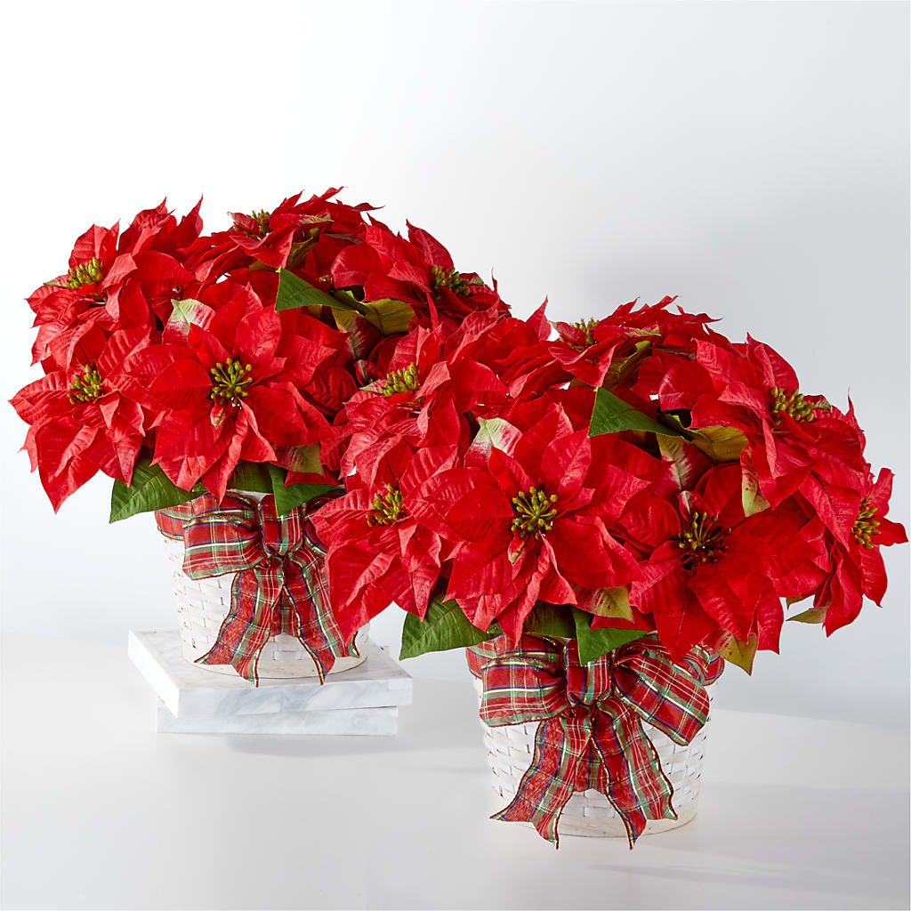 Happiest Holidays Poinsettia Bundle – Jewel, Itasca IL