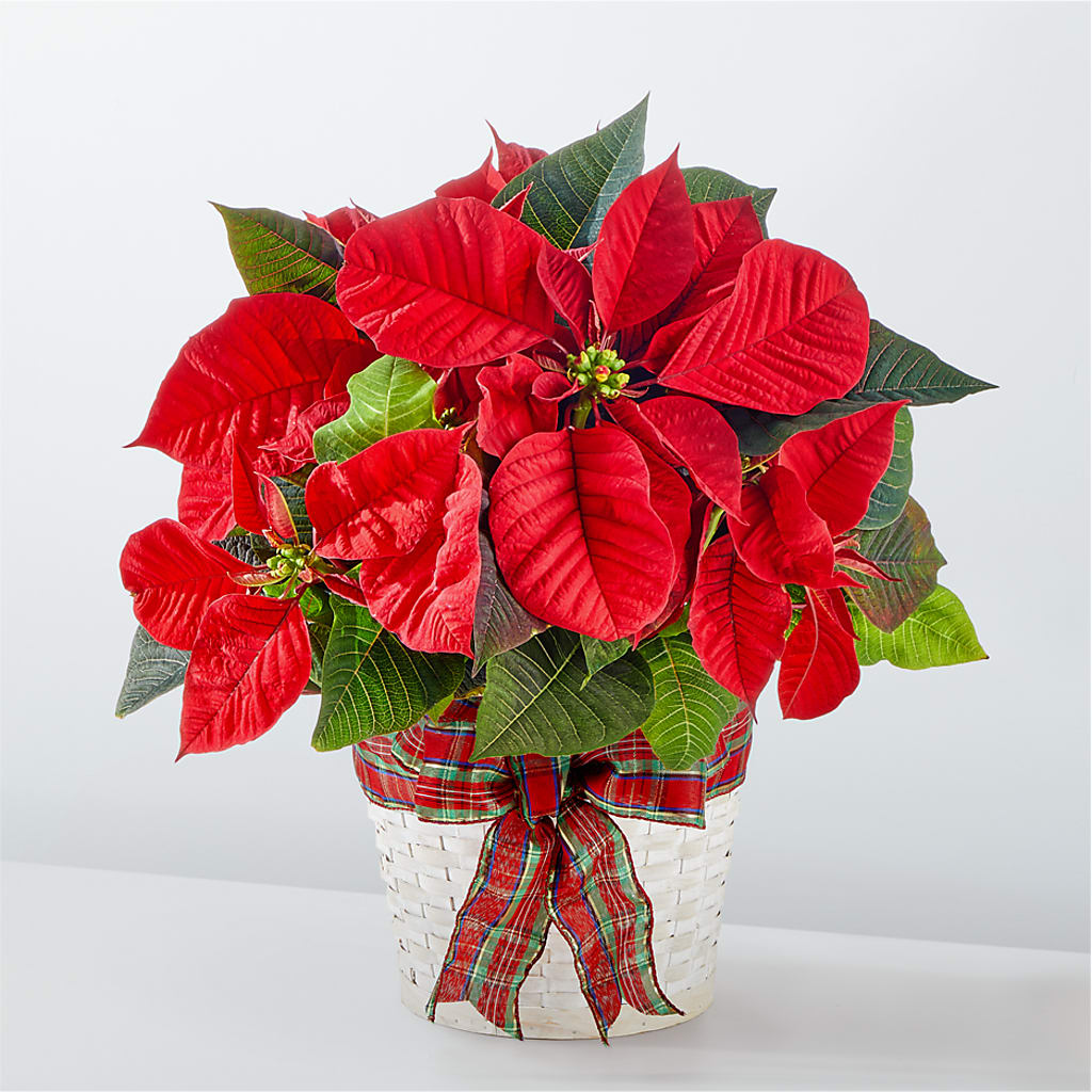 Happiest Holidays Poinsettia – Jewel, Itasca IL