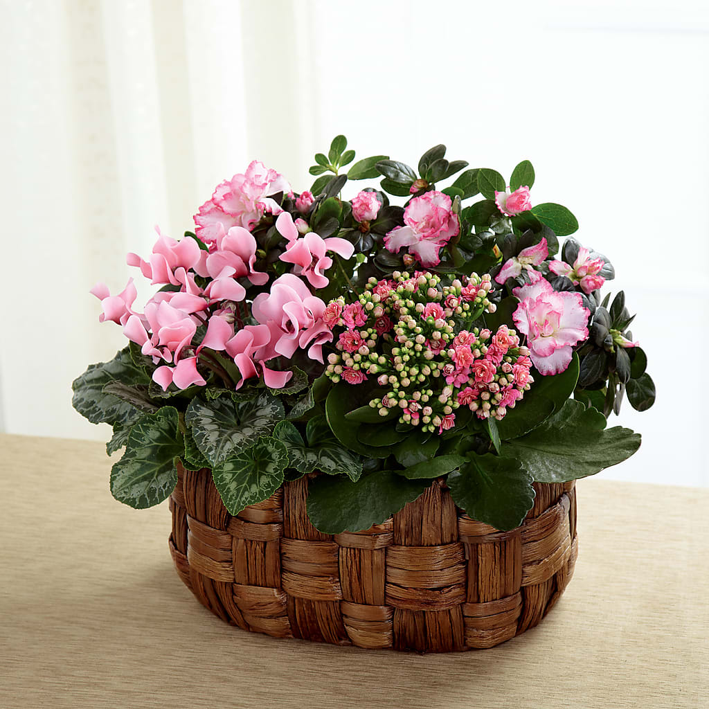 Pink Assortment – Jewel, Itasca IL
