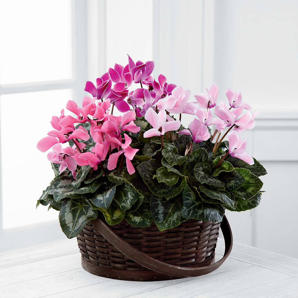 Mixed Cyclamen Planter – Jewel, Itasca IL