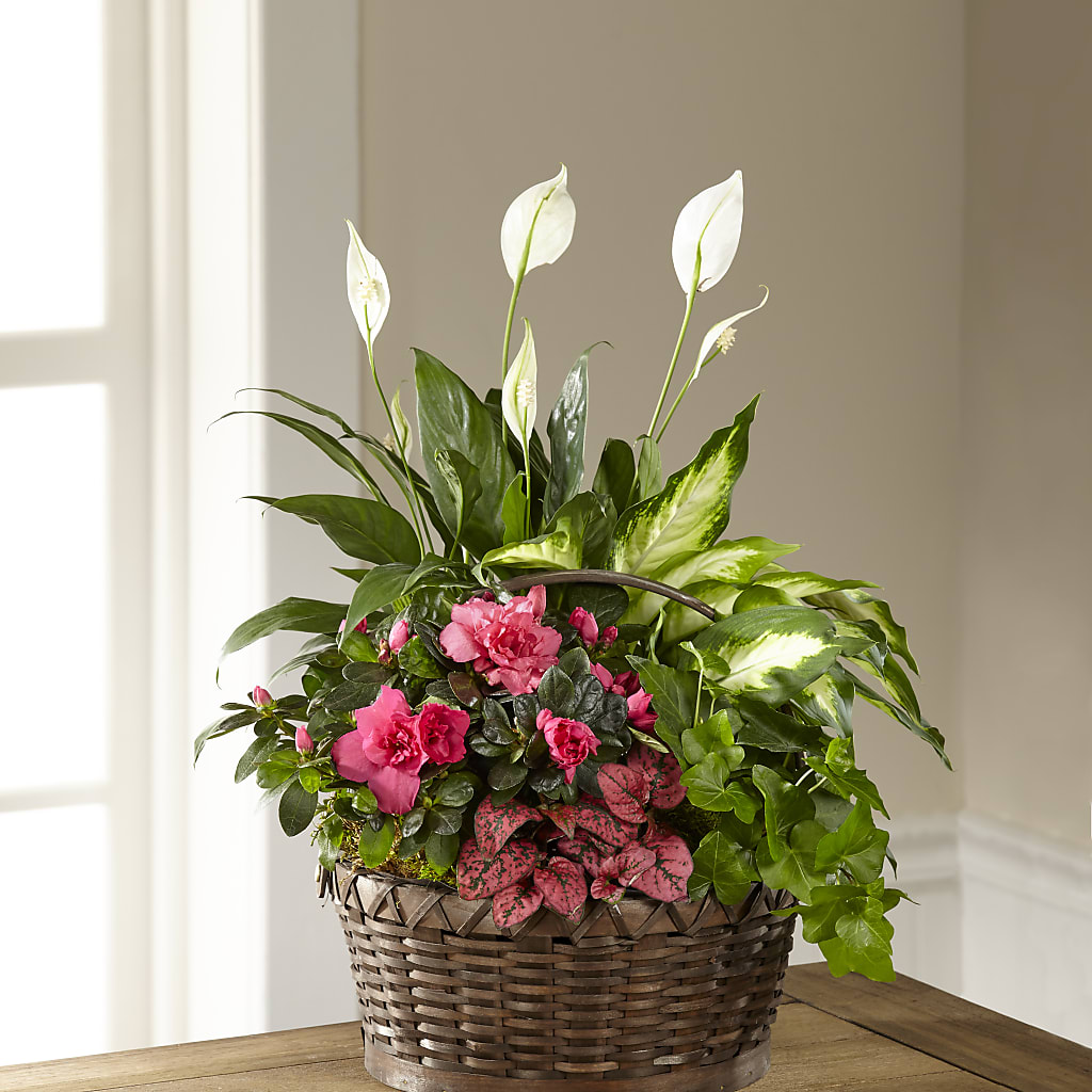 Dream in Pink Dishgarden – Jewel, Itasca IL