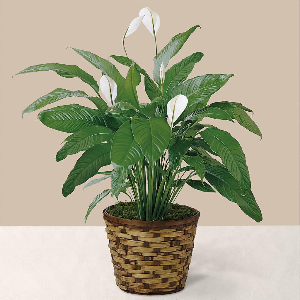 Tranquil Moments Peace Lily Plant – Jewel, Itasca IL