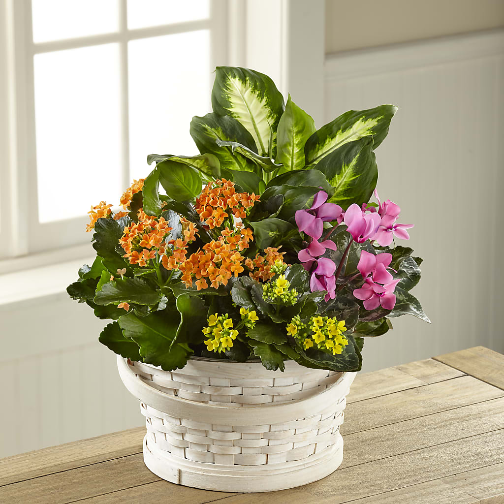 Color Crush Dishgarden – Jewel, Itasca IL