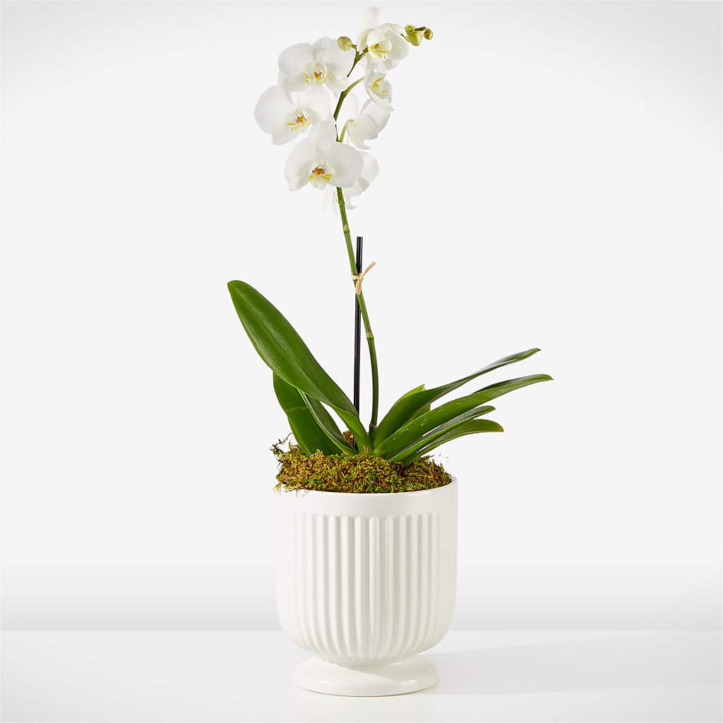 Whispering White Orchid – Jewel, Itasca IL