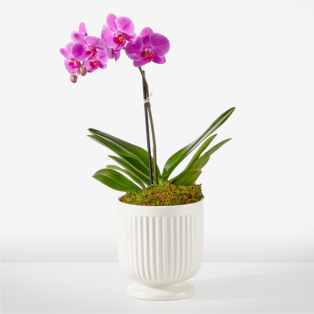 Friendly Fuchsia Orchid – Jewel, Itasca IL