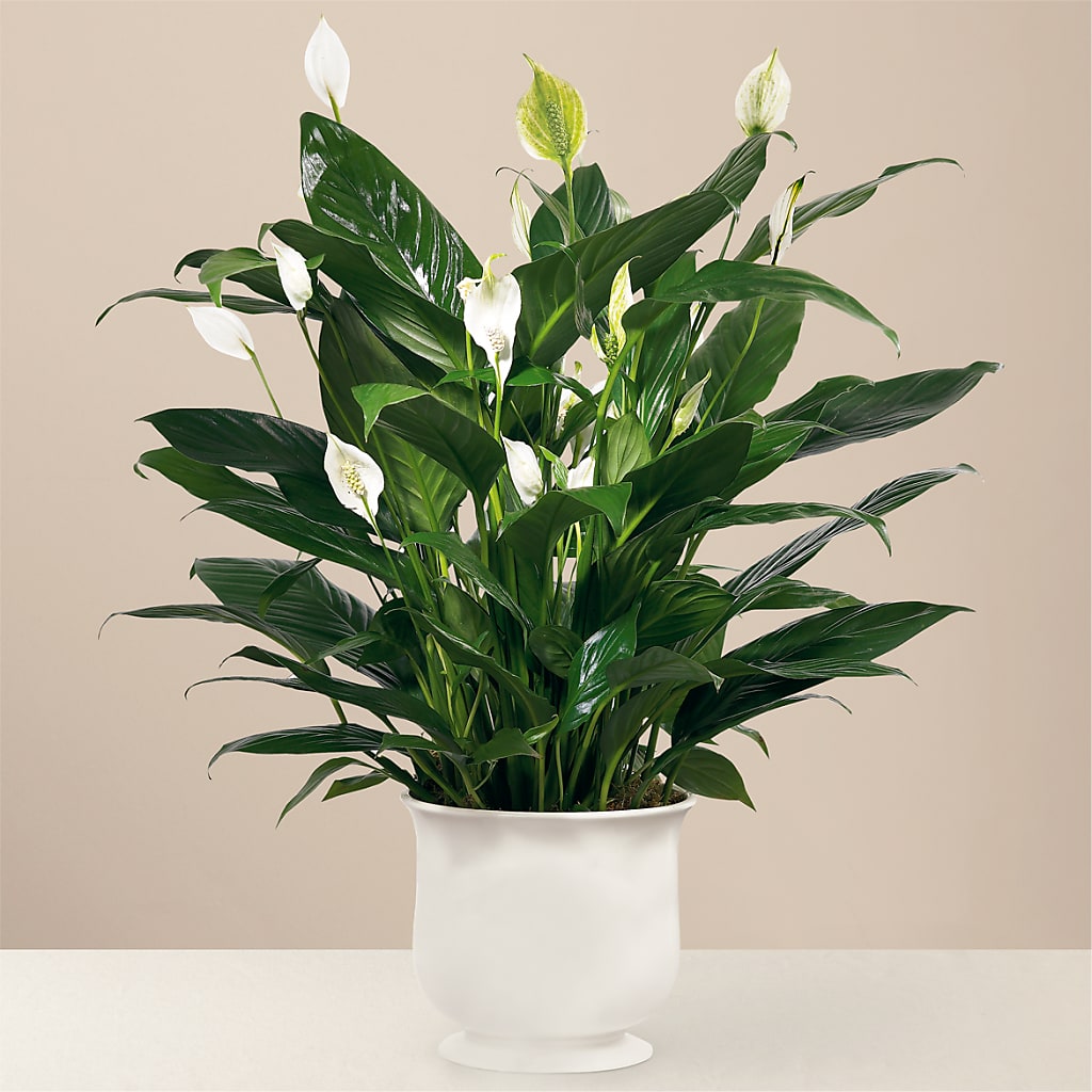 Comfort Planter – Jewel, Itasca IL