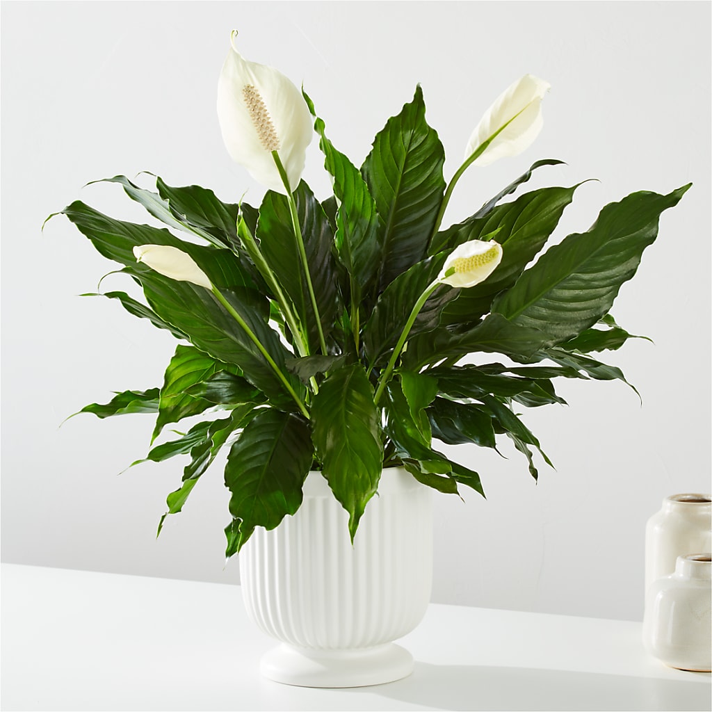 Comfort Planter – Jewel, Itasca IL