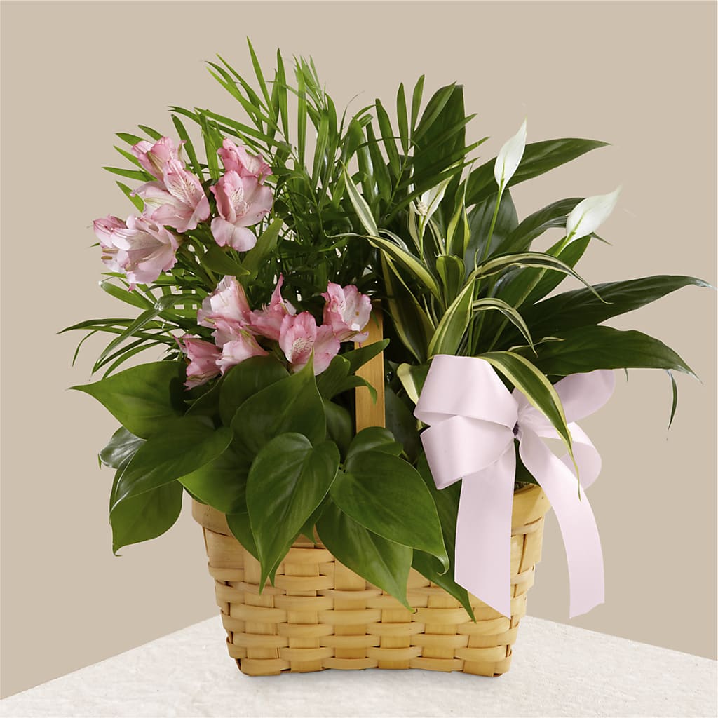 Living Spirit Dishgarden – Jewel, Itasca IL
