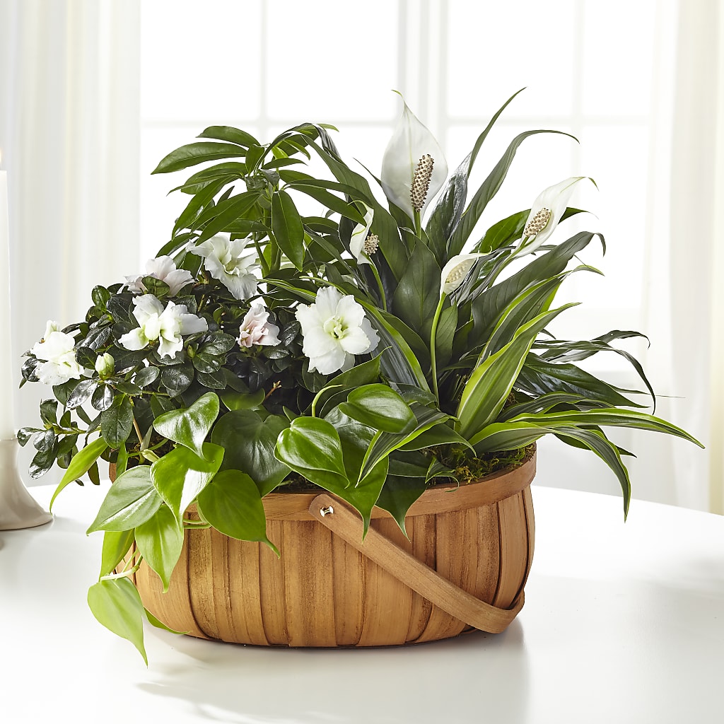Serene Dishgarden – Jewel, Itasca IL