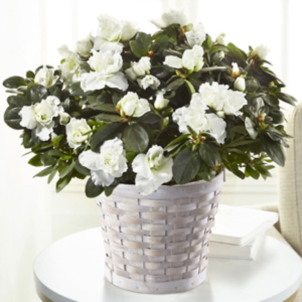 White Azalea Plant – Jewel, Itasca IL