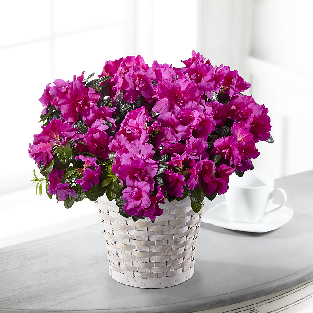Hope & Serenity Azalea Plant – Jewel, Itasca IL