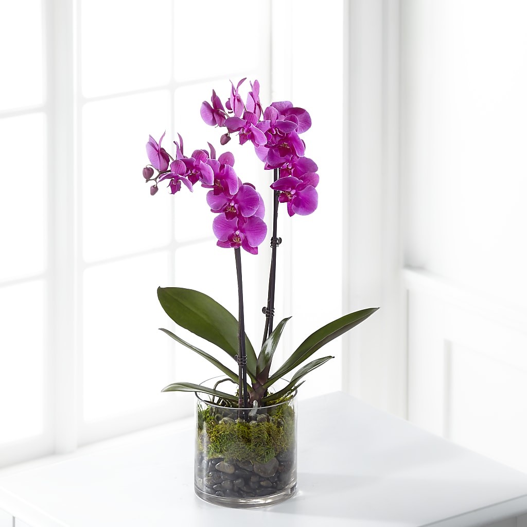 Pink Orchid Plant – Jewel, Itasca IL