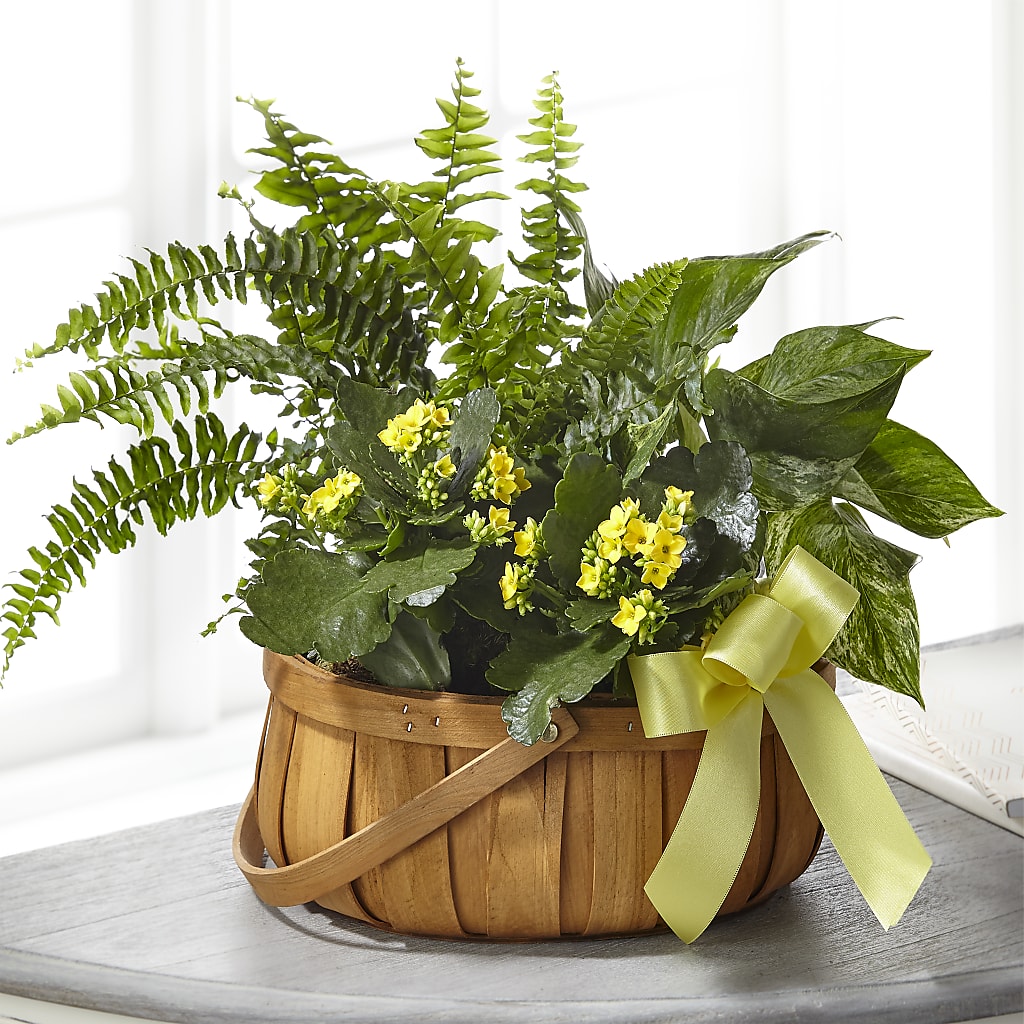 Always Dear Dishgarden – Jewel, Itasca IL