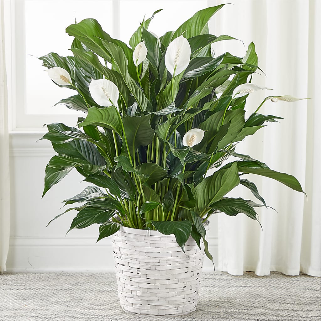 A New Leaf Peace Lily – Jewel, Itasca IL