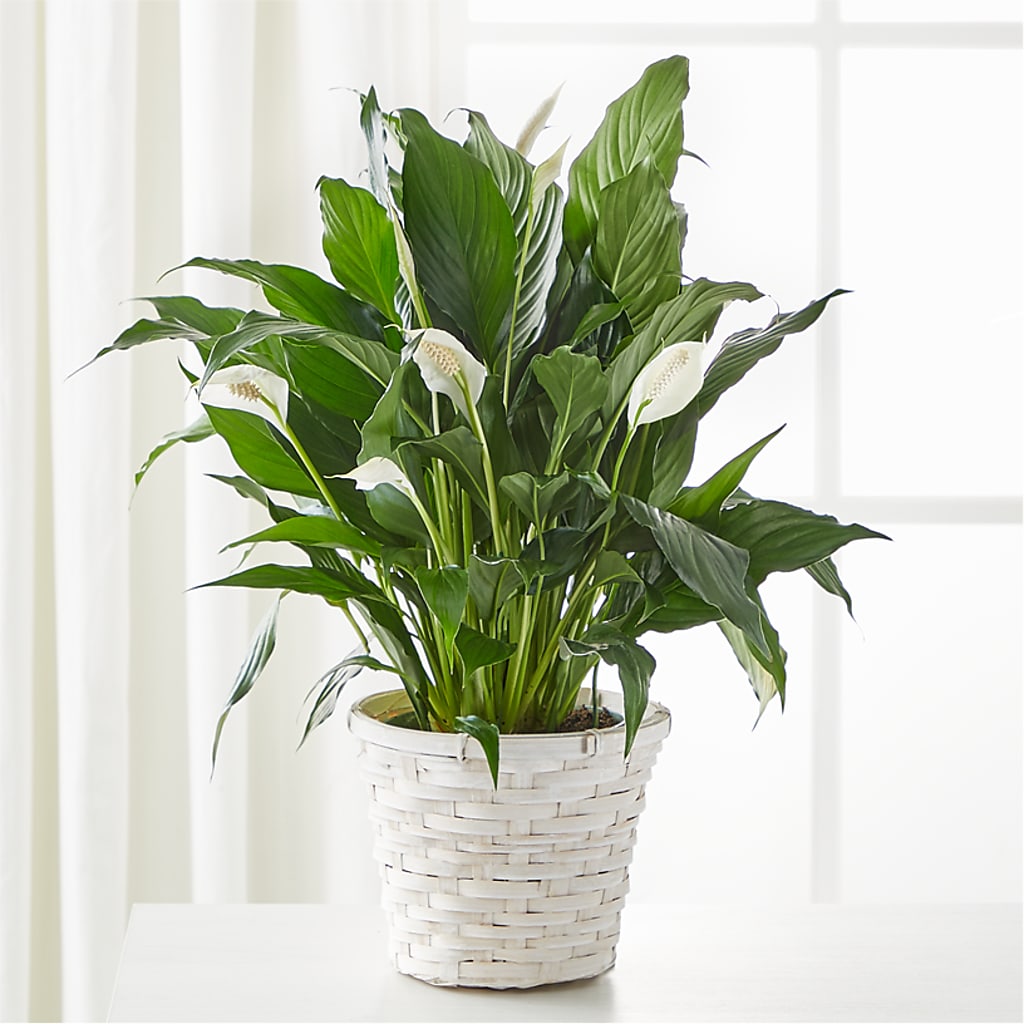 A New Leaf Peace Lily – Jewel, Itasca IL
