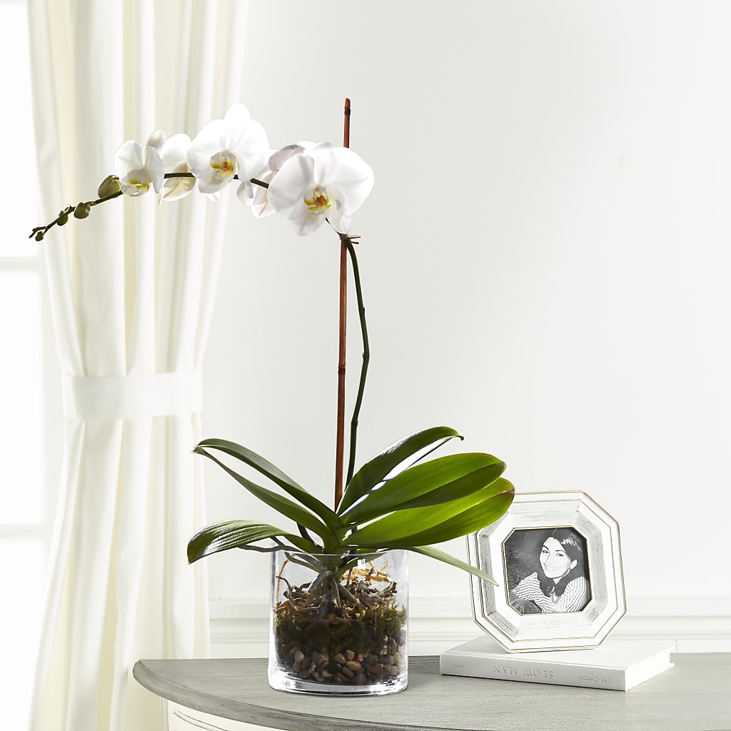 White Orchid Planter – Jewel, Itasca IL