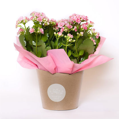 Blooming Kalanchoe Pink –  Jewel, Itasca IL