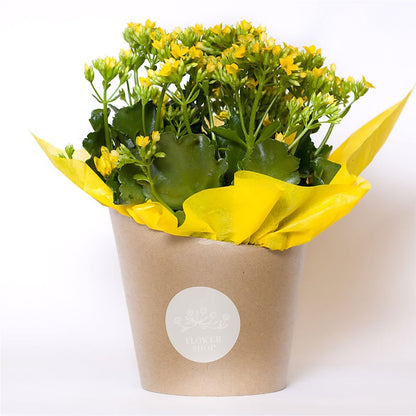 Blooming Kalanchoe Yellow –  Jewel, Itasca IL