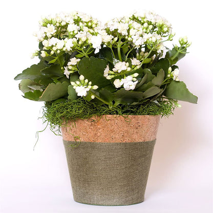 Blooming Kalanchoe White –  Jewel, Itasca IL