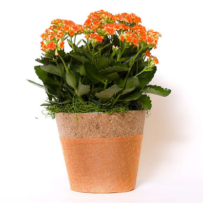 Blooming Kalanchoe Orange –  Jewel, Itasca IL