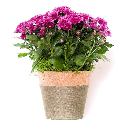 Blooming Mum –  Jewel, Itasca IL