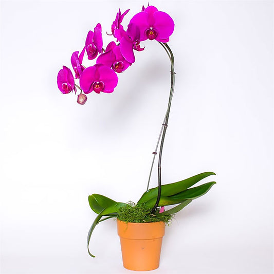 Single Colored Orchid in Pot