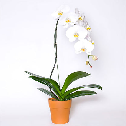 Single White Orchid in Pot –  Jewel, Itasca IL