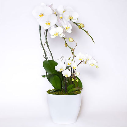 Orchid Garden Deluxe –  Jewel, Itasca IL