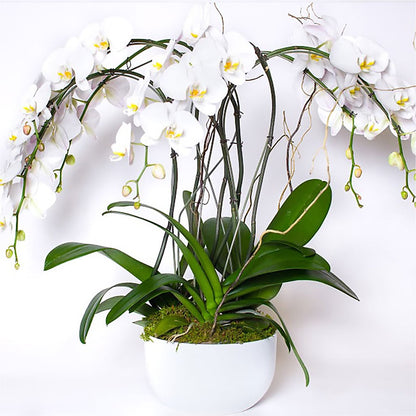 Orchid Garden Premium –  Jewel, Itasca IL