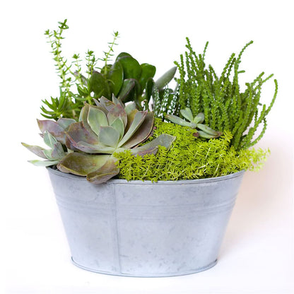 Succulent Garden –  Jewel, Itasca IL