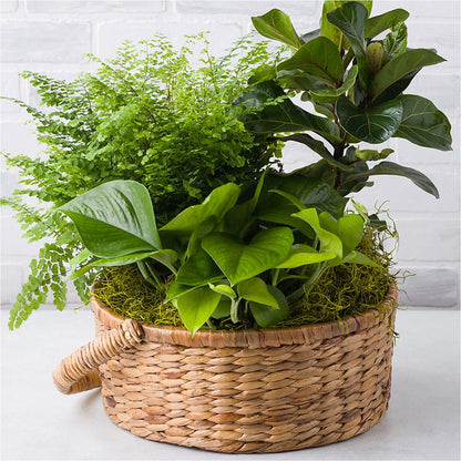 Euro Foliage Basket –  Jewel, Itasca IL
