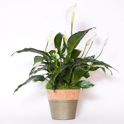 Spathiphyllum Plant –  Jewel, Itasca IL