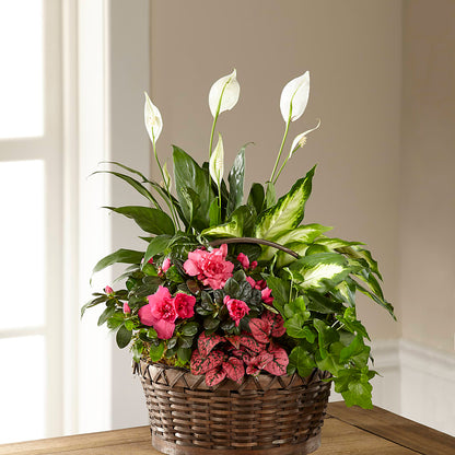 Dream in Pink Dishgarden –  Jewel, Itasca IL