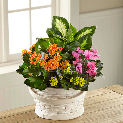 Color Crush Dishgarden –  Jewel, Itasca IL