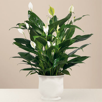 Comfort Planter –  Jewel, Itasca IL