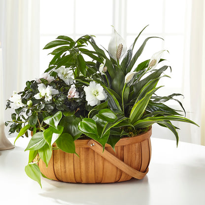 Serene Dishgarden –  Jewel, Itasca IL