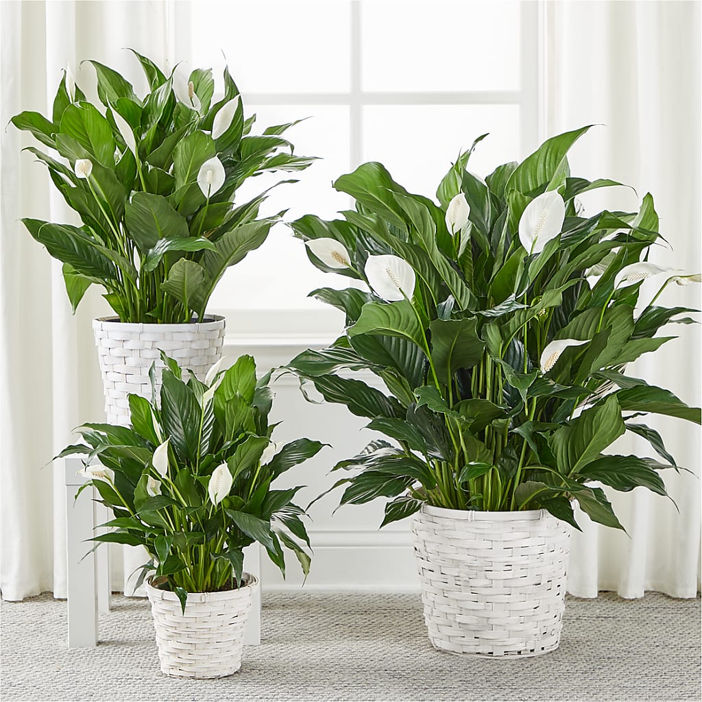A New Leaf Peace Lily –  Jewel, Itasca IL