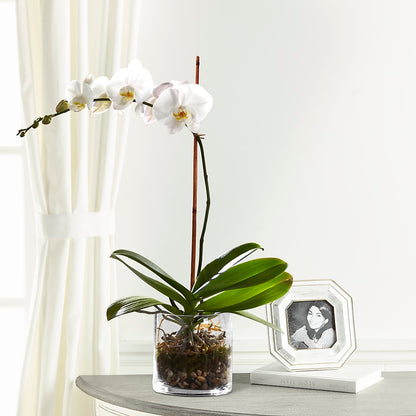 White Orchid Planter –  Jewel, Itasca IL